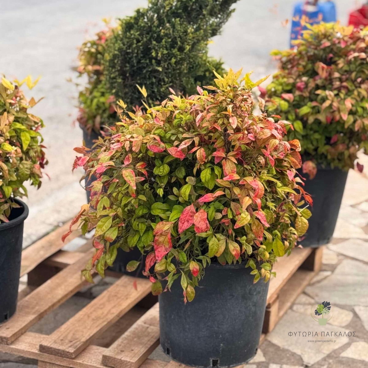 ΝΑΝΤΙΝΙΑ – Nandina domestica - 5